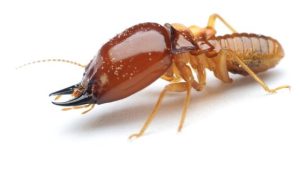 DIỆT MỐI TẠI NHÀ QUẢNG NINH AN TOÀN – BẢO VỆ NGÔI NHÀ BẠN TOÀN DIỆN 09