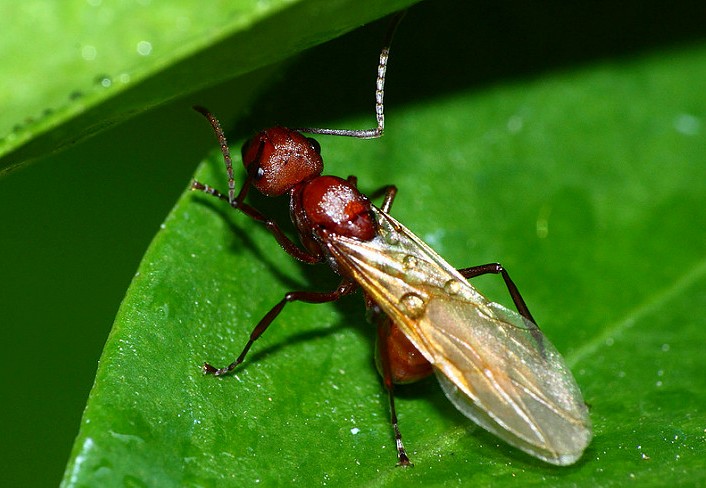 Sự giống nhau và khác nhau giữa mối cánh và kiến cánh | Diệt mối 24h