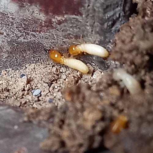 Mối Ghét Và Sợ Gì Nhất 10 Cách Phòng Diệt Mối Tận Gốc 9 Diệt mối tại tỉnh Hà Giang, dịch vụ diệt mối tận gốc uy tín, giá rẻ