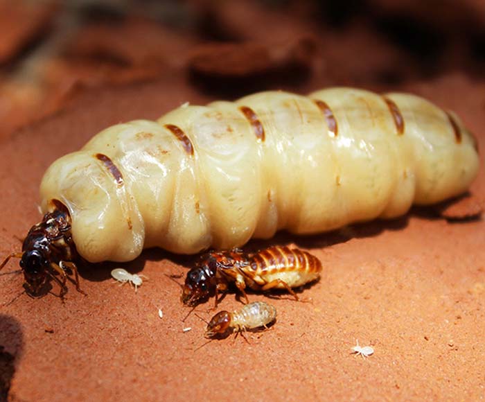 Vòng đời của mối và những điều chưa biết về mối