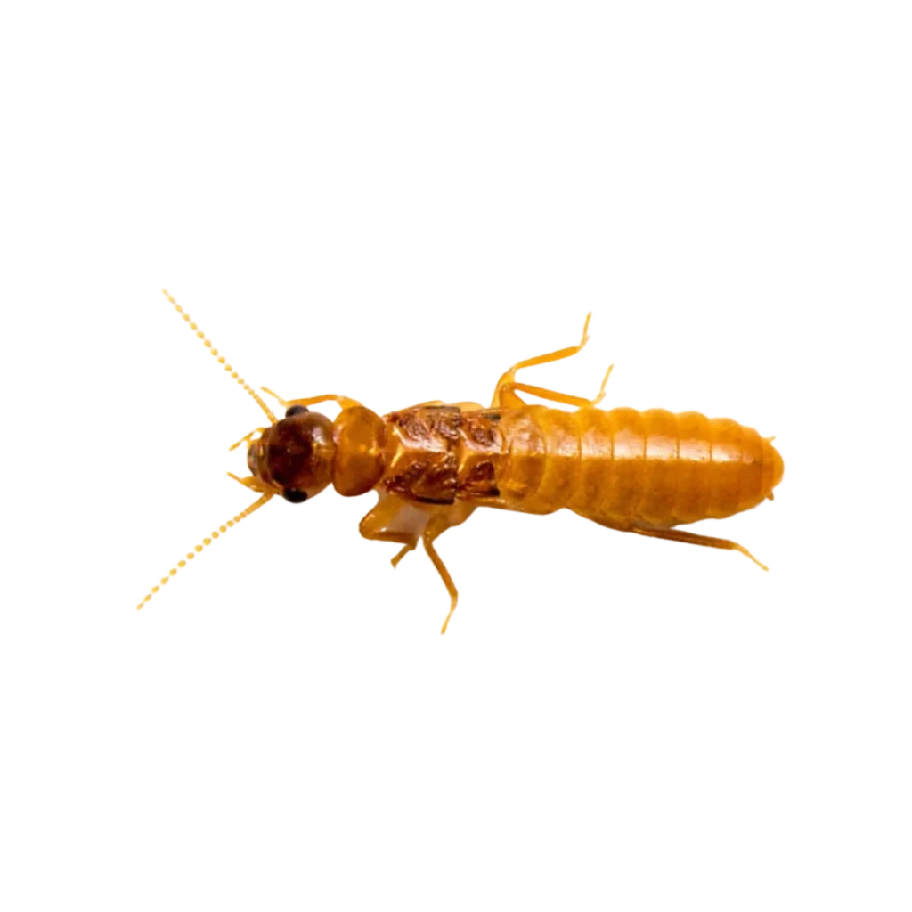 Mối Gỗ Ẩm - Diệt Mối PCS