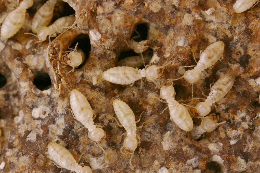 Diệt mối bằng cách nào tốt nhất hiện nay?