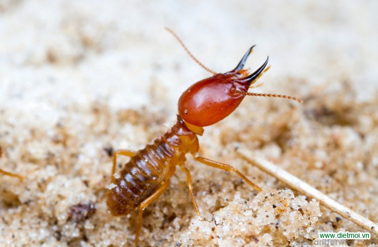 Con Mối, Tập Tính Của Loài Mối, Mối Vua, Mối Chúa, Mối Lính, Mối Thợ