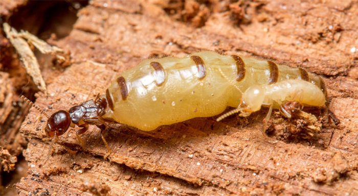 Mối Là Gì Nguyên Nhân Sinh Sản Và Cách Diệt Tận Gốc 13 Mối Chúa – Những Điều Cần Biết
