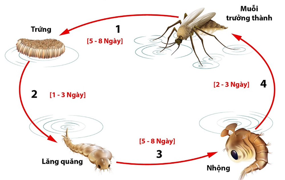 Môi Trường Sống Của Muỗi Và Các Giải Pháp Kiểm Soát 8 Tập tính sinh sản của loài muỗi - Cách phòng tránh kịp thời