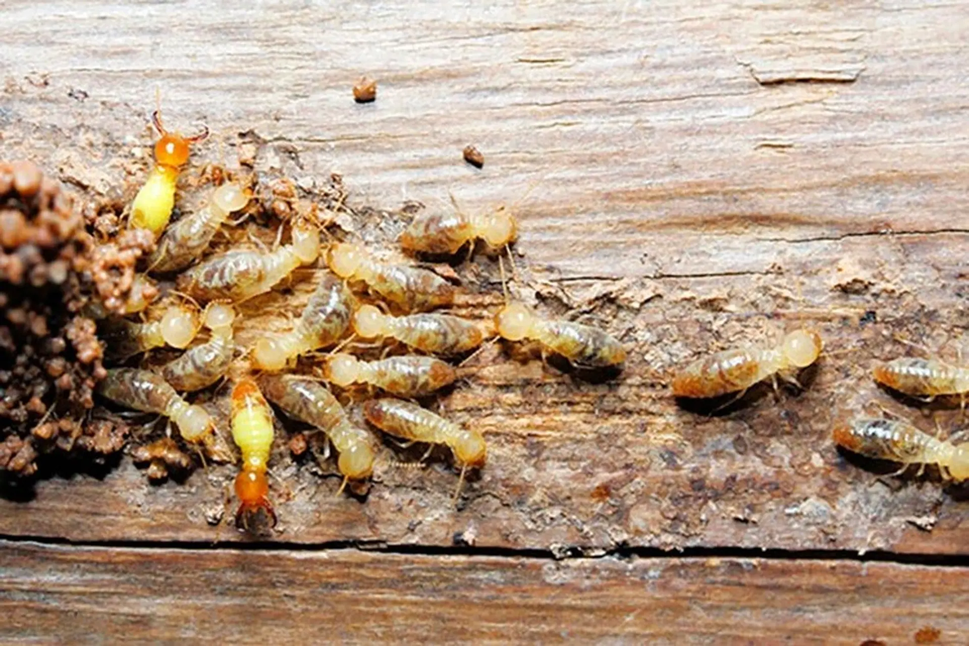 Mối Vua Là Gì Hình Dáng Vai Trò Và Cách Diệt Tận Gốc 10 Cách diệt mối trong tường nhà đơn giản chỉ trong vài bước