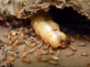 Mối - Các đặc điểm sinh học về loài mối - Pestakill