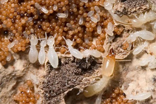 Vòng đời của mối : Hành trình sinh tồn đầy thú vị - PESTKIL VIETNAM