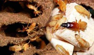 Loài mối thường trú ngụ ở đâu và cách diệt mối như thế nào?