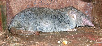 Nhận Dạng Các Loài Chuột Thường Gặp Và Cách Xử Lý Tận Gốc 9 Chuột chù nhà – Wikipedia tiếng Việt