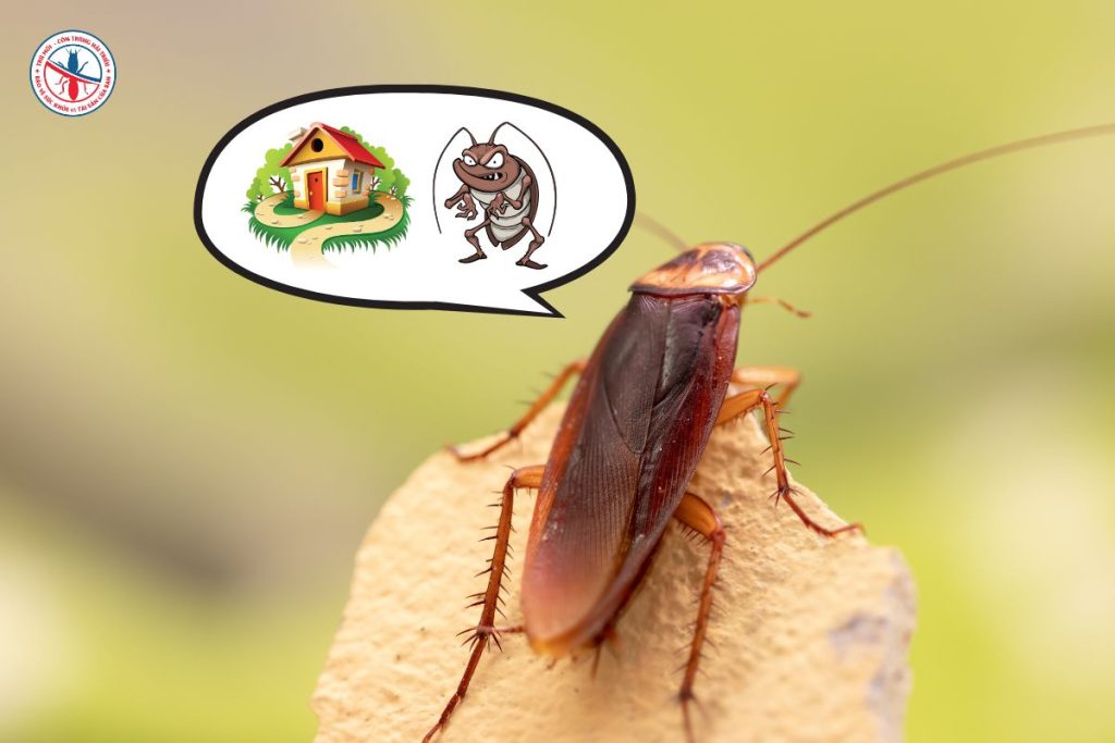 Nhận Dạng Các Loài Gián Phổ Biến Thường Gặp Tại Việt Nam 13 Tổng Hợp 16+ Cách Đuổi Gián Ra Khỏi Nhà Vĩnh Viễn Hiệu Quả Nhất 2025