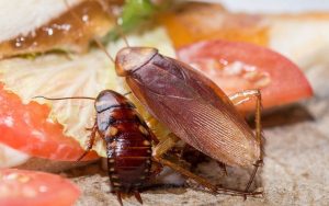 Xay loại lá gia vị này rải nơi gián thường trú ngụ, gian bếp ngày Tết đầy  thức ăn muốn thấy gián cũng khó