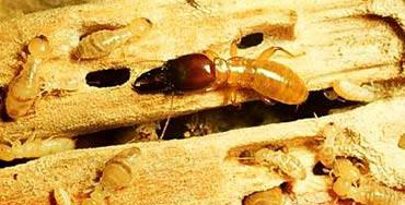 Phân Biệt Các Loại Mối Phổ Biến Tại Việt Nam Dễ Dàng 7 Mối