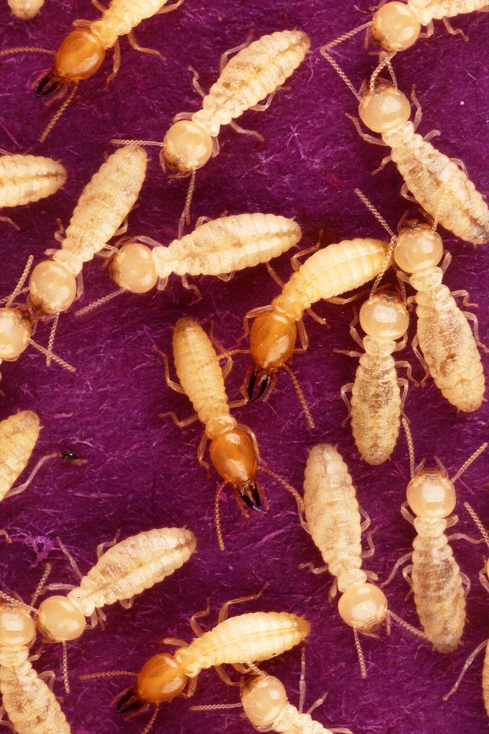 Phân Biệt Các Loại Mối Phổ Biến Tại Việt Nam Dễ Dàng 12 Mối – Wikipedia tiếng Việt