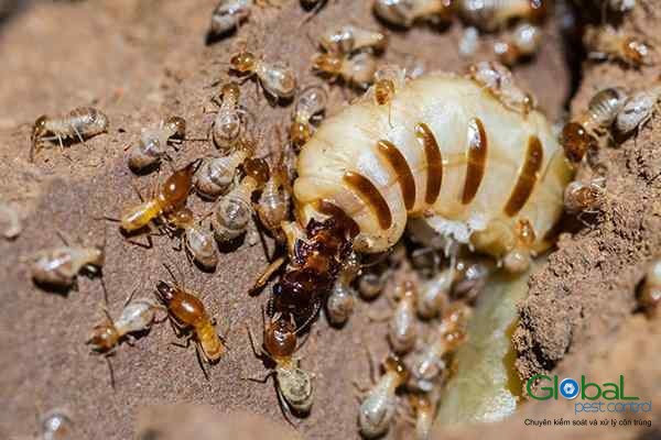 Phân Biệt Các Loại Mối Phổ Biến Tại Việt Nam Dễ Dàng 11 Thông tin về tuổi thọ, dân số, hoạt động và sinh sản của mối