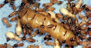 MỐI VÀ PHƯƠNG PHÁP PHÒNG TRỪ MỐI