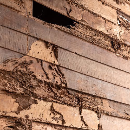 Tại Sao Mối Xuất Hiện Trong Nhà Nguyên Nhân Và Cách Xử Lý 10 Cách Xử Lý Nội Thất Bị Mối Mọt - Nội thất Nhựa Hoàng Hà