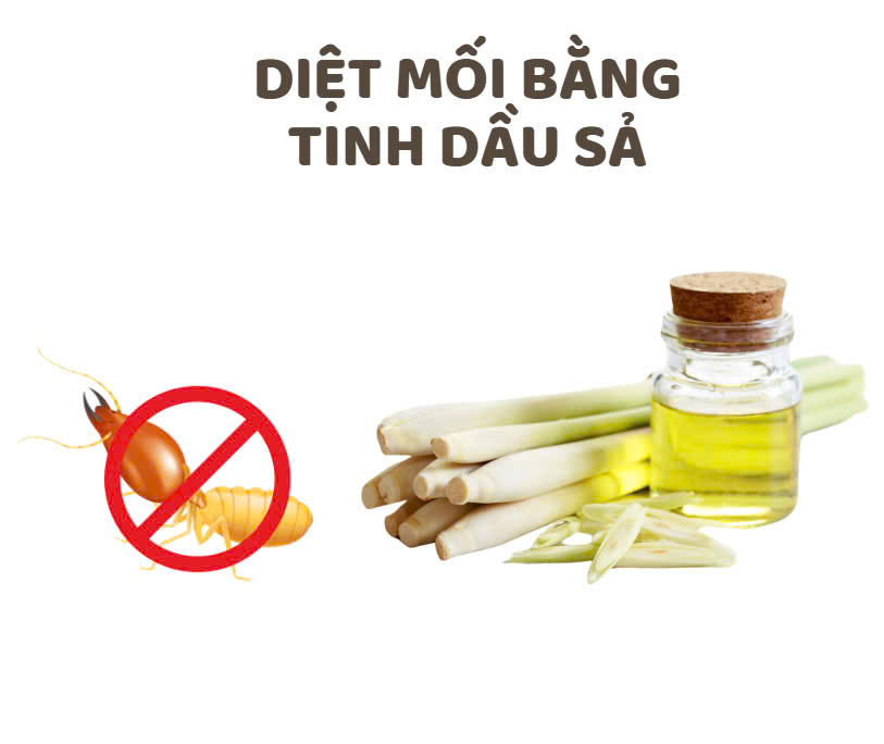 Tại Sao Mối Xuất Hiện Trong Nhà Nguyên Nhân Và Cách Xử Lý 12 Bật Mí Top Những Cách Diệt Mối Tại Nhà Cho Đồ Nội Thất Gỗ