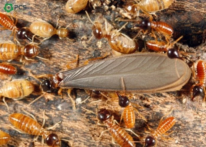 Tại Sao Mối Xuất Hiện Trong Nhà Nguyên Nhân Và Cách Xử Lý 8 Con mối cánh có hại không? Cách diệt mối cánh hiệu quả