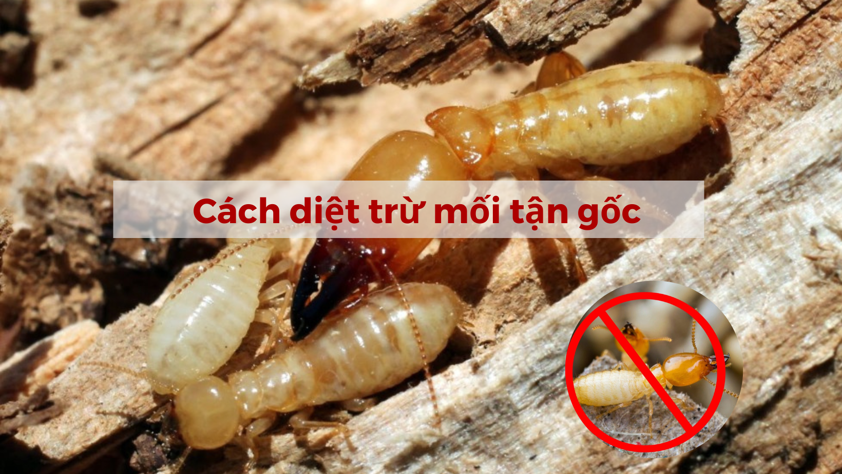 Tất Tần Tật Thông Tin Về Loài Mối Và Cách Diệt Tận Gốc 13 Những cách diệt mối tận gốc cực kỳ hiệu quả có thể bạn chưa biết! - Công ty vệ sinh Clean 24H