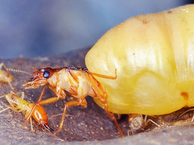 Tất Tần Tật Thông Tin Về Loài Mối Và Cách Diệt Tận Gốc 12 Hướng Dẫn Cách Diệt Mối Chúa Hiệu Quả Từ A-Z