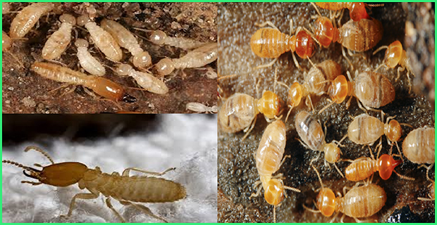 Tất Tần Tật Thông Tin Về Loài Mối Và Cách Diệt Tận Gốc 10 Tìm hiểu những kiến thức về loài mối để kiểm soát chúng hiệu quả