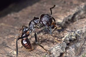 Tại sao kiến đạn được mệnh danh là cắn đau nhất thế giới - Cổng thông tin  điện tử Cục Thông tin, Thống kê