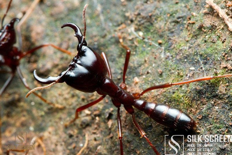 Top 7 Loại Thuốc Diệt Kiến An Toàn Cho Trẻ Nhỏ Hiệu Quả 13 Bị kiến cắn bôi thuốc gì nhanh khỏi không biến chứng – Cửa lưới chống muỗi Silk Screen