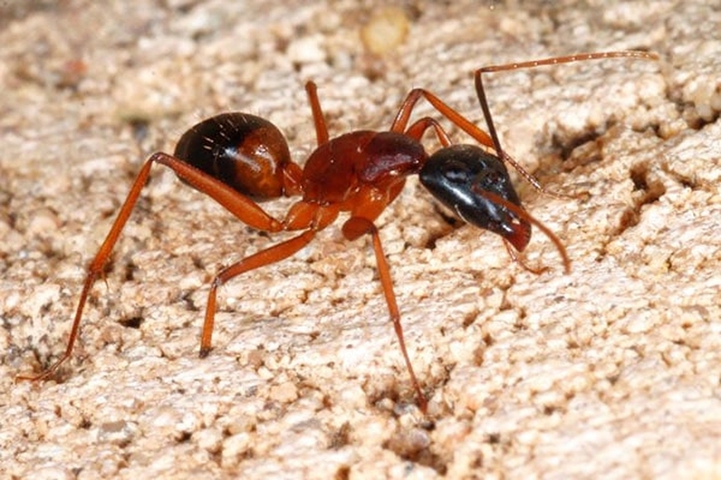 Top 7 Loại Thuốc Diệt Kiến An Toàn Cho Trẻ Nhỏ Hiệu Quả 11 Cách diệt kiến lửa tận gốc bằng phương pháp tự nhiên - Nhà thuốc FPT Long Châu