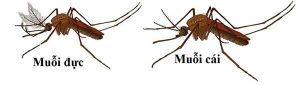 Khám phá vòng đời của Muỗi - CÔNG TY TNHH ĐIỀN TRANG