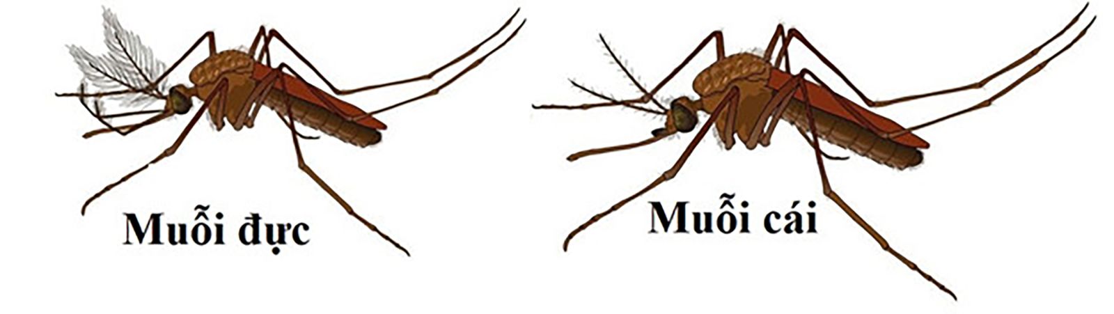 Khám phá vòng đời của Muỗi - CÔNG TY TNHH ĐIỀN TRANG