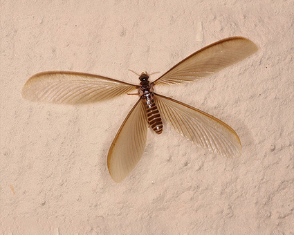 Vì Sao Mùa Mưa Mối Bay Vào Nhà Cách Phòng Chống Hiệu Quả 12 Mối cánh bay vào nhà: Làm thế nào để diệt trừ chúng đúng cách?