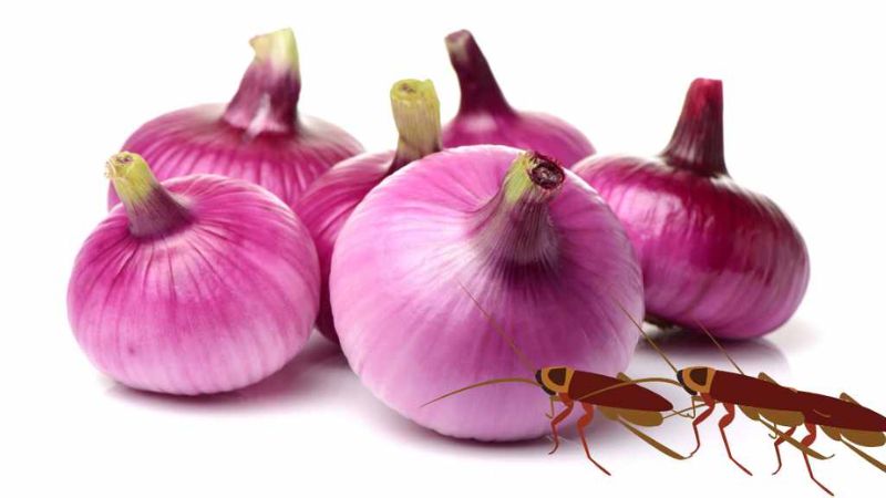 Vì Sao Nhà Có Nhiều Gián 9 Nguyên Nhân Và Cách Diệt Tận Gốc 10 Cách diệt gián: 20 cách đuổi gián cực hiệu quả và an toàn