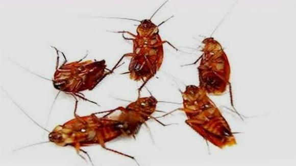 Vì Sao Nhà Có Nhiều Gián 9 Nguyên Nhân Và Cách Diệt Tận Gốc 11 Chỉ cần đặt một chiếc lá ở nhà, tất cả gián sẽ biến mất trong một đêm, tiết kiệm tiền và bảo vệ môi trường, tôi hối tiếc vì không biết sớm