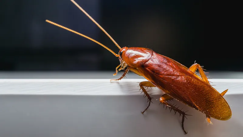 Vòng Đời Của Gián Các Giai Đoạn Và Cách Kiểm Soát Hiệu Quả 12 Bị gián cắn có ảnh hưởng gì?