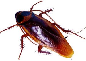 Funland] - Hôi như gián | OTOFUN | CỘNG ĐỒNG OTO XE MÁY VIỆT NAM