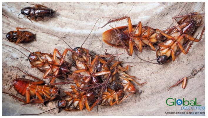 Vòng Đời Của Gián Các Giai Đoạn Và Cách Kiểm Soát Hiệu Quả 11 Làm thế nào để xử lý và thoát khỏi mùi gián?