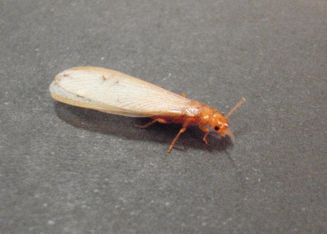 Vòng Đời Của Mối Các Giai Đoạn Và Cách Kiểm Soát Hiệu Quả 7 Bí quyết đơn giản diệt mối trong nhà nhanh chóng và hiệu quả nhất