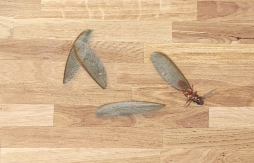 Vòng Đời Của Mối Các Giai Đoạn Và Cách Kiểm Soát Hiệu Quả 10 Gợi ý 2 cách diệt mối bằng muối: Mẹo hay ai cũng nên biết