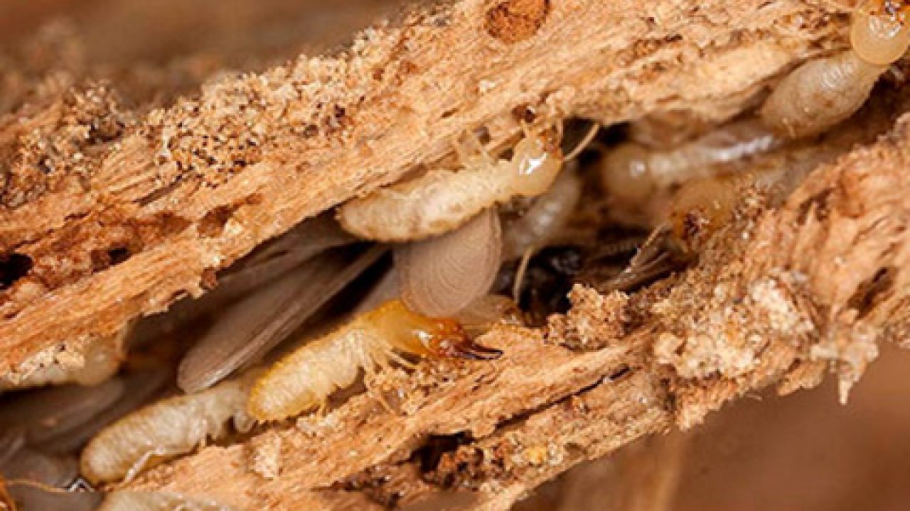 Vòng Đời Của Mối Các Giai Đoạn Và Cách Kiểm Soát Hiệu Quả 11 Mối mọt là gì? Mối mọt có gây hại không