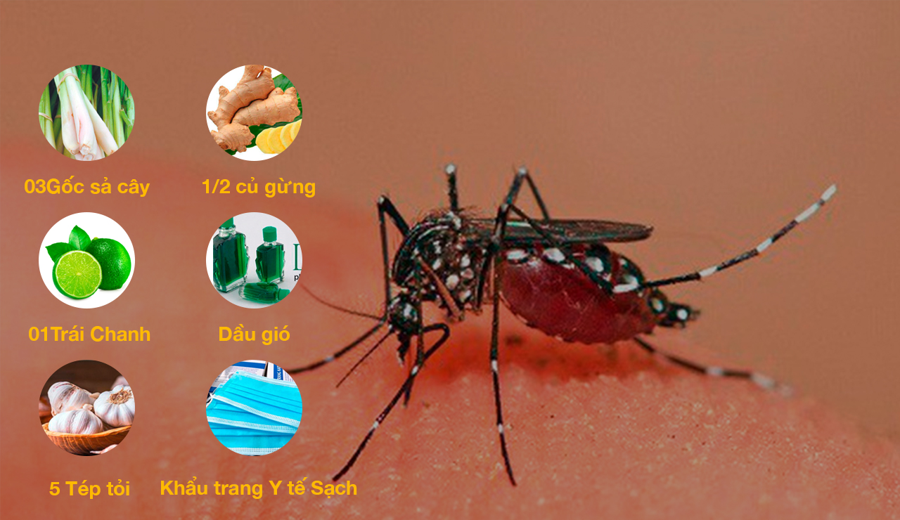 Phòng Tránh Muỗi Vào Mùa Mưa Hiệu Quả